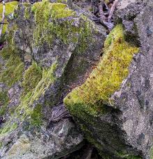 Attēlu rezultāti vaicājumam “Rhynchostegiella tenella macro”