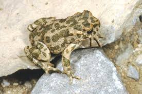 Attēlu rezultāti vaicājumam “Pseudepidalea viridis adult”