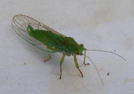 Attēlu rezultāti vaicājumam “Psylla alni”