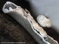 Attēlu rezultāti vaicājumam “Physarum bivalve spores”