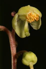 Attēlu rezultāti vaicājumam “Pyrola chlorantha flower”
