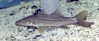 Image result for Centropomus parallelus