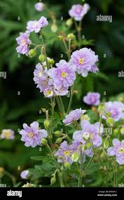 Image result for Geranium `Summer Skies`