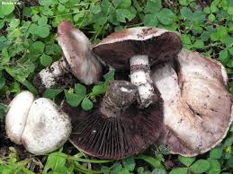 Attēlu rezultāti vaicājumam “Agaricus”