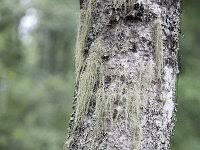Attēlu rezultāti vaicājumam “Usnea subfloridana”