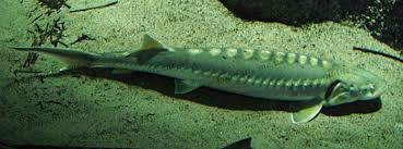 Image result for Acipenser