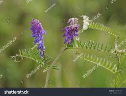 Attēlu rezultāti vaicājumam “Vicia cracca”