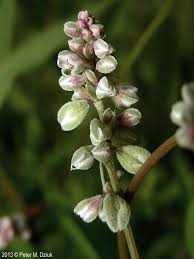 Attēlu rezultāti vaicājumam “Fallopia convolvulus”