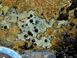 Attēlu rezultāti vaicājumam “Porpidia macrocarpa”