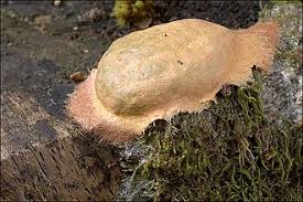 Attēlu rezultāti vaicājumam “Fuligo luteonitens macro”