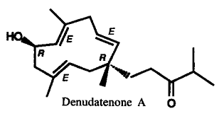 Attēlu rezultāti vaicājumam “Odontoschisma denudatum”