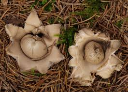 Attēlu rezultāti vaicājumam “Geastrum”