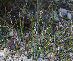 Attēlu rezultāti vaicājumam “Equisetum variegatum”
