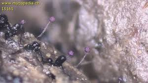 Attēlu rezultāti vaicājumam “Cribraria violacea macro”