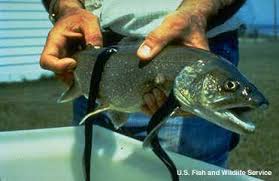 Image result for Petromyzon marinus