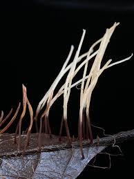 Attēlu rezultāti vaicājumam “Typhula setipes”