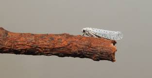 Attēlu rezultāti vaicājumam “Yponomeuta evonymella”