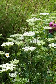 Attēlu rezultāti vaicājumam “Cenolophium denudatum”