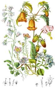 Attēlu rezultāti vaicājumam “Campanulaceae”