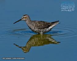 Image result for Calidris himantopus