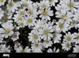 Attēlu rezultāti vaicājumam “Stellaria nemorum flower”