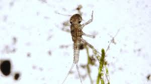 Attēlu rezultāti vaicājumam “Ephemeroptera larvae”
