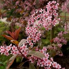 Attēlu rezultāti vaicājumam “Padus avium”