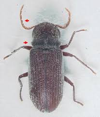 Attēlu rezultāti vaicājumam “Priobium carpini”