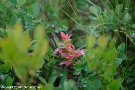 Attēlu rezultāti vaicājumam “Exobasidium vaccinii”