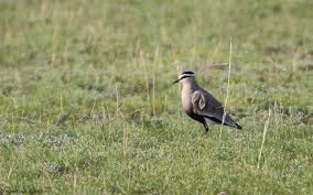 Image result for Vanellus gregarius