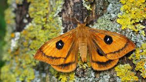 Attēlu rezultāti vaicājumam “Aglia tau”