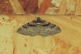 Attēlu rezultāti vaicājumam “Catarhoe rubidata”