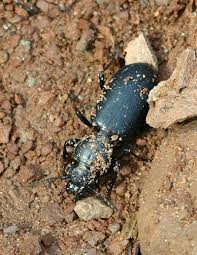 Attēlu rezultāti vaicājumam “Broscus cephalotes”