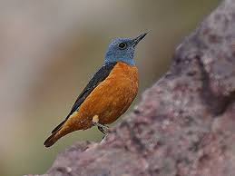 Image result for Monticola saxatilis