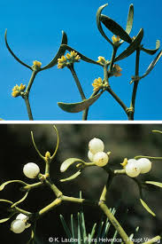 Attēlu rezultāti vaicājumam “Viscum album”