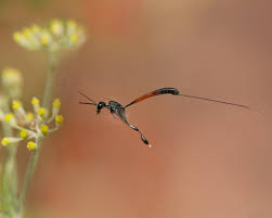 Attēlu rezultāti vaicājumam “Gasteruption jaculator imago”