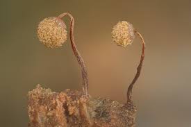 Attēlu rezultāti vaicājumam “Cribraria violacea stalked”