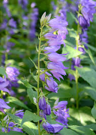 Attēlu rezultāti vaicājumam “Campanula latifolia leaf”