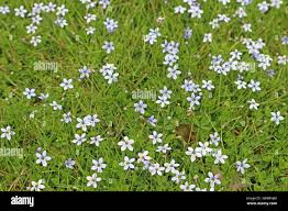 Image result for Lobelien