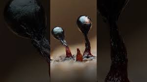 Attēlu rezultāti vaicājumam “Metatrichia floriformis macro”