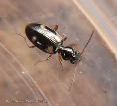 Attēlu rezultāti vaicājumam “Bembidion quadrimaculatum”