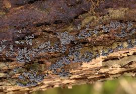 Attēlu rezultāti vaicājumam “Badhamia capsulifera var. arborea”