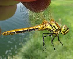 Attēlu rezultāti vaicājumam “Sympetrum danae”