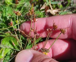 Attēlu rezultāti vaicājumam “Juncus capitatus fruit”