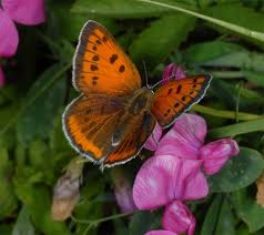 Attēlu rezultāti vaicājumam “Lycaena dispar female”