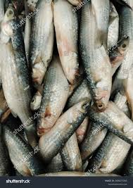 Image result for Crenimugil seheli