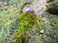 Attēlu rezultāti vaicājumam “Sciuro-hypnum reflexum sporophyte”