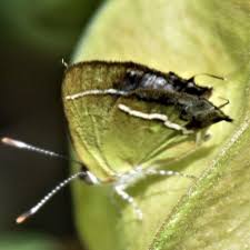 Attēlu rezultāti vaicājumam “Comatricha fragilis stalked”