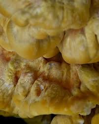 Attēlu rezultāti vaicājumam “Stachys palustris fruit”