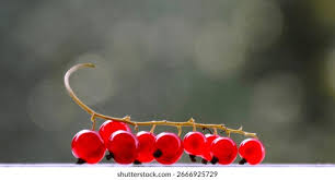 Attēlu rezultāti vaicājumam “Ribes rubrum fruit”